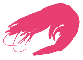 A pink shrimp